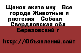 Щенок акита ину - Все города Животные и растения » Собаки   . Свердловская обл.,Березовский г.